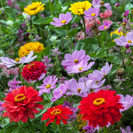 cosmic zen wildflower mix