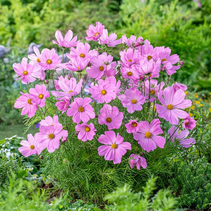 cosmos dwarf early rose | copyright: Floramedia UK Ltd