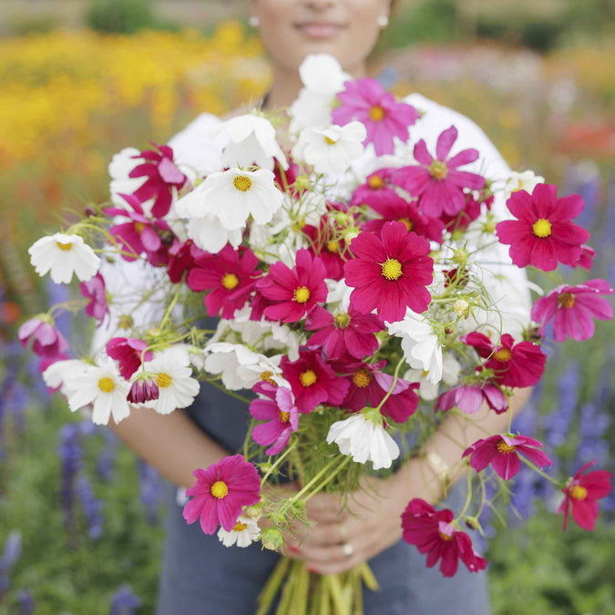 cosmos hot pink and white mix