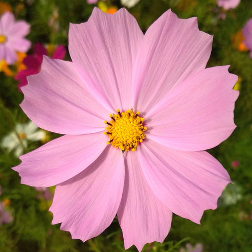 Cosmos Seeds - Pinkie | Flower Seeds in Packets & Bulk | Eden Brothers