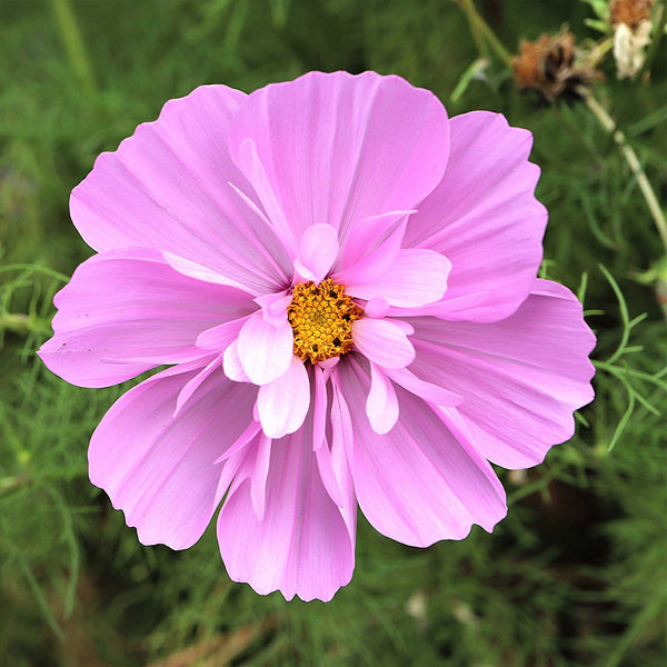 Cosmos Seeds - Psyche Mix | Flower Seeds in Packets & Bulk | Eden Brothers