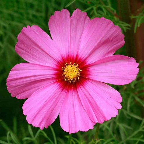 Cosmos Seeds - Radiance | Flower Seeds in Packets & Bulk | Eden Brothers