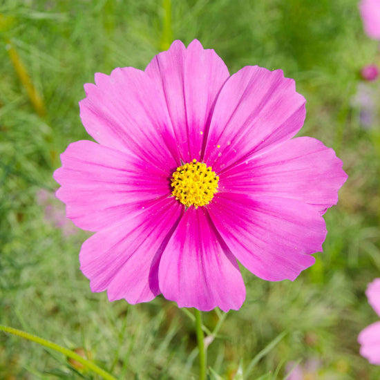 Cosmos Seeds - Radiance | Flower Seeds in Packets & Bulk | Eden Brothers