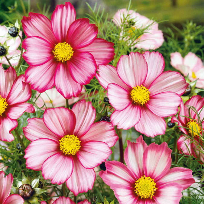 cosmos red stripe