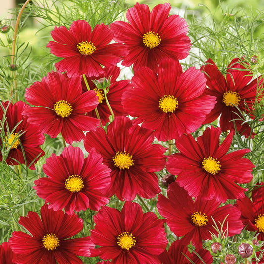 cosmos rubenza