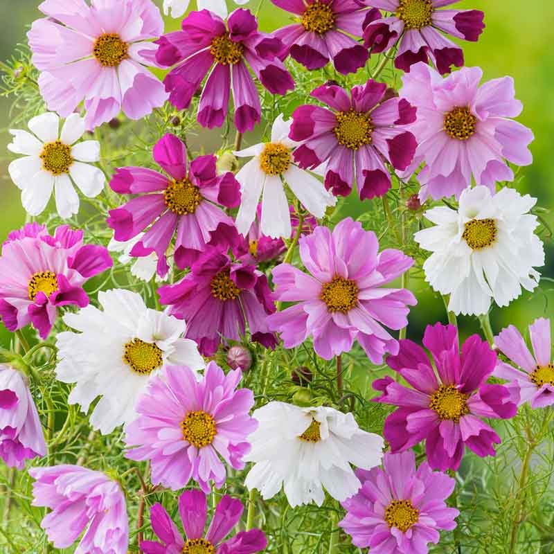 cosmos seashells mix | copyright: Floramedia UK Ltd