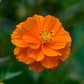 cosmos sulphur carpet mix