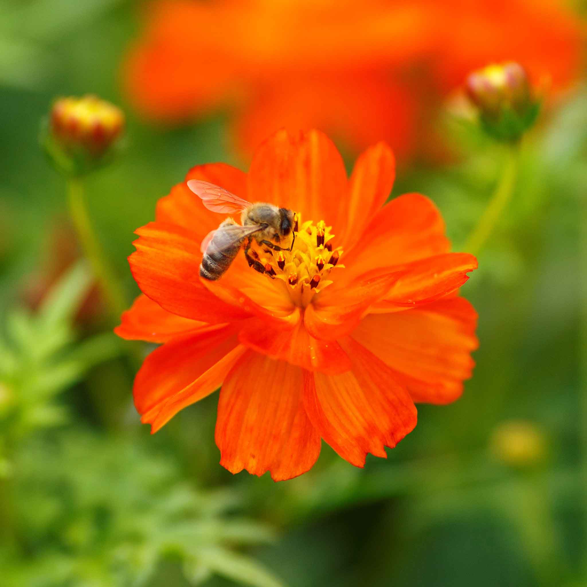 Sulphur Cosmos Seeds - Red | Flower Seeds in Packets & Bulk | Eden Brothers