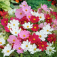 cosmos wild sensation mix | copyright: Floramedia UK Ltd