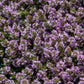 creeping thyme