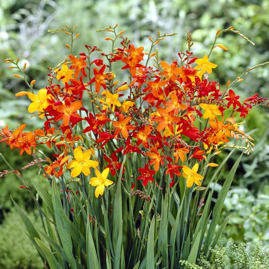 crocosmia mix