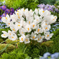 crocus joan of arc | copyright: Floramedia UK Ltd