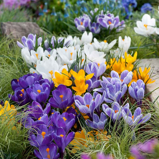 crocus large flowering mix | copyright: Floramedia UK Ltd