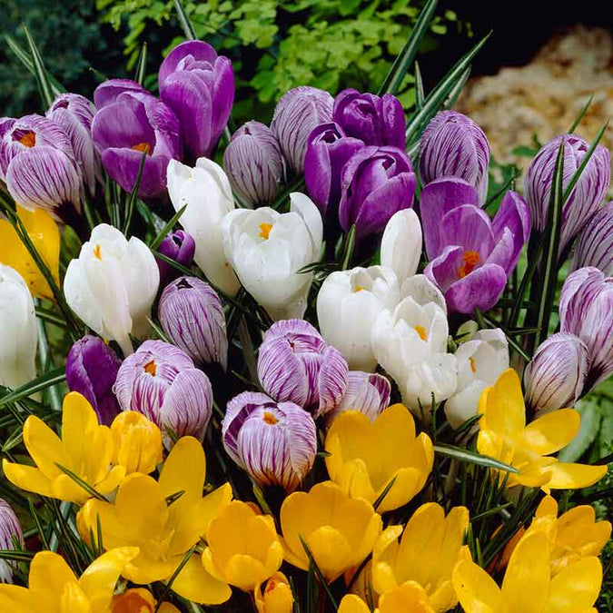 crocus large flowering mix