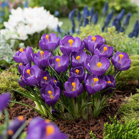 crocus large flowering record