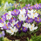 crocus purple and white mix | copyright: Floramedia UK Ltd