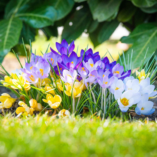 crocus rainbow mix