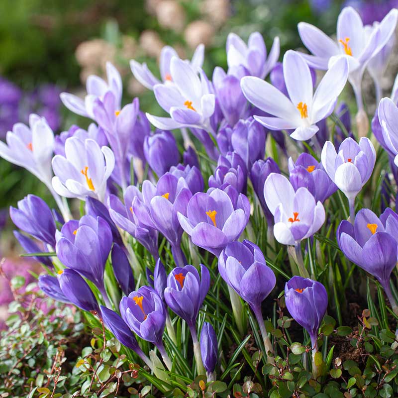 Crocus Bulbs - Remembrance | Buy Crocus Bulbs in Bulk at Eden Brothers