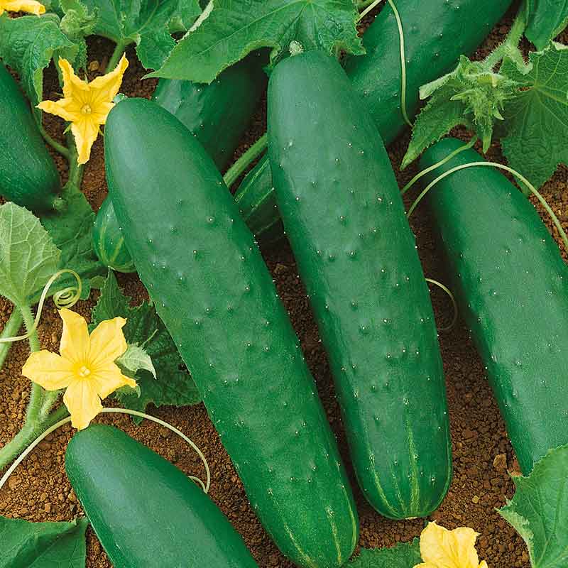 cucumber double yield