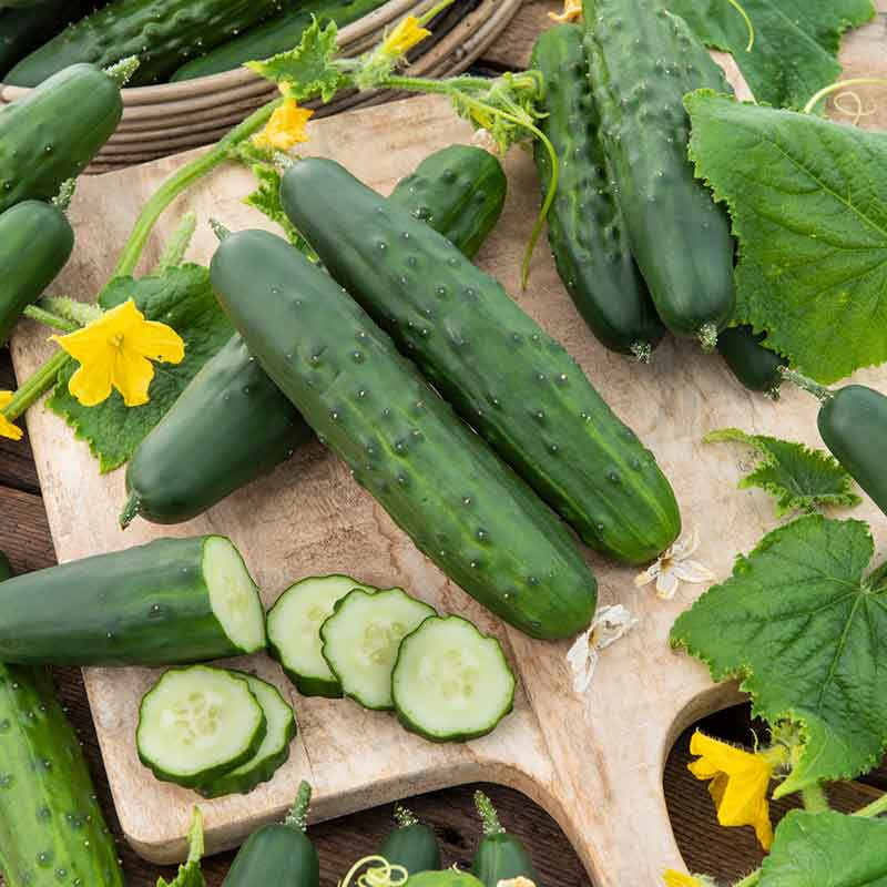 cucumber marketer | copyright: Floramedia UK Ltd