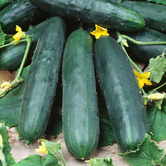 cucumber marketmore 76 | copyright: Floramedia UK Ltd