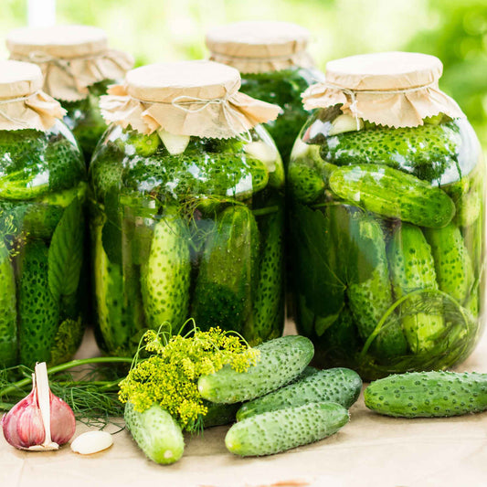 cucumber organic homemade pickles