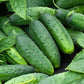 cucumber organic spacemaster | copyright: Floramedia UK Ltd