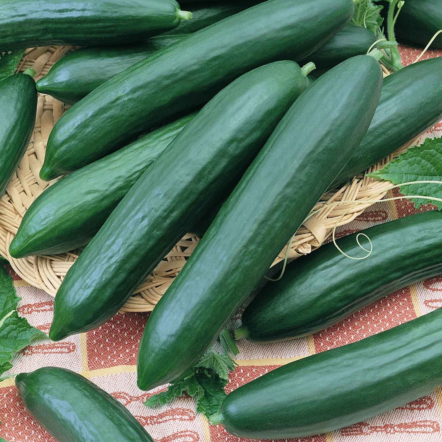 cucumber organic tendergreen burpless