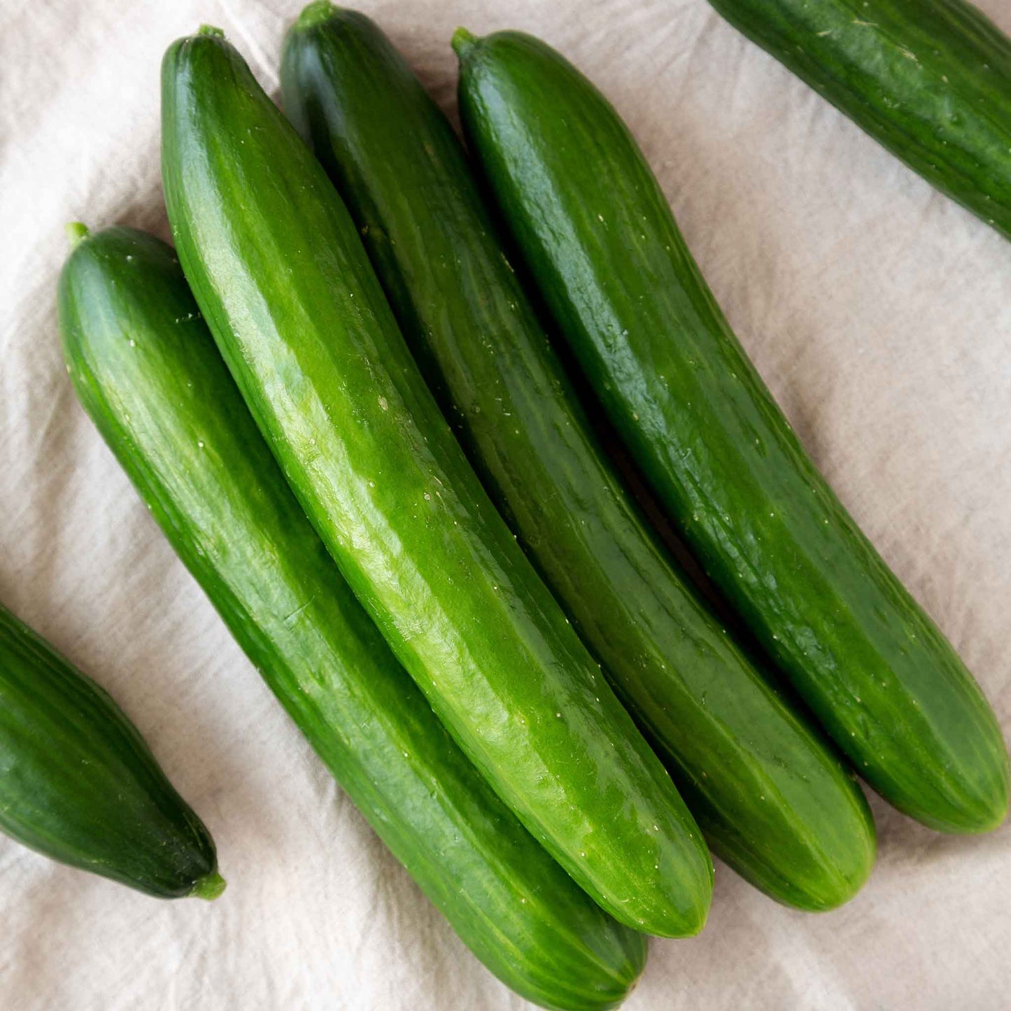 cucumber tasty green