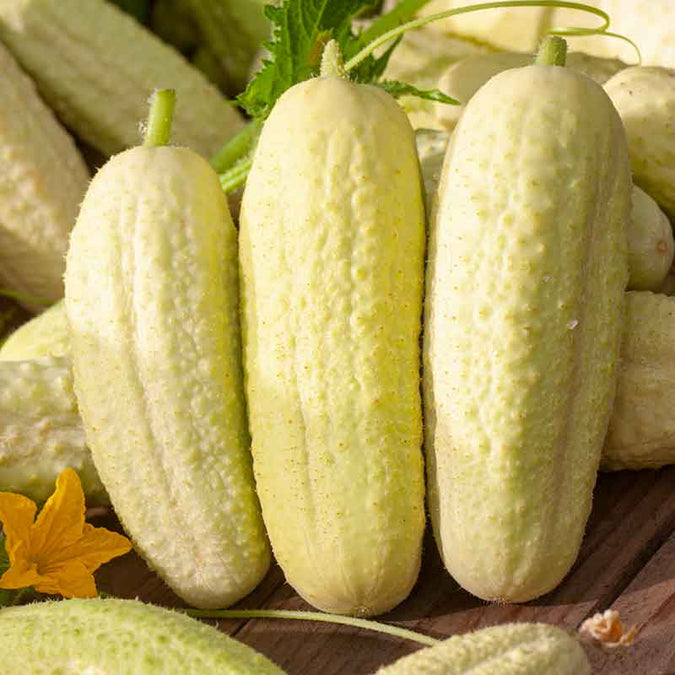 cucumber white wonder | copyright: Floramedia UK Ltd