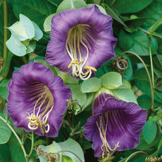 cup and saucer purple