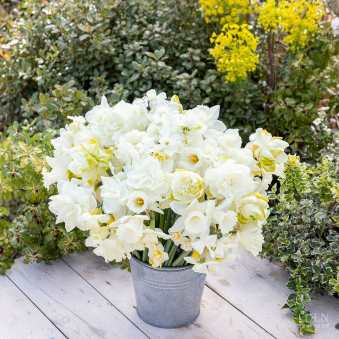 daffodil all white mix