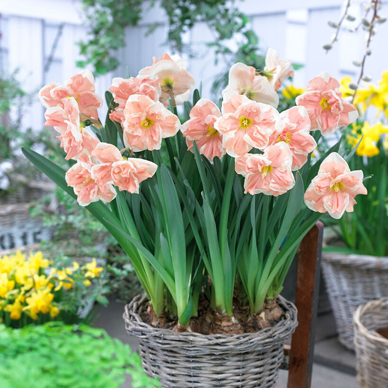 daffodil apricot whirl