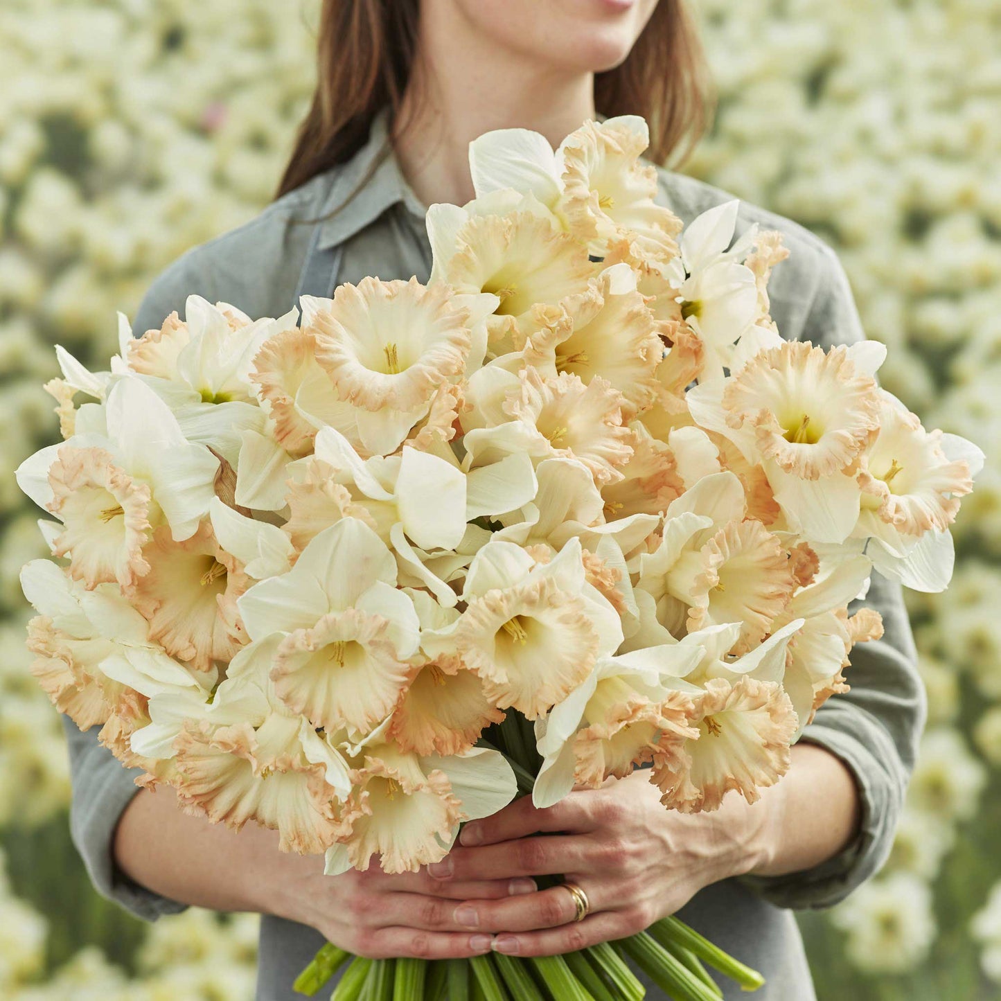 daffodil british gamble