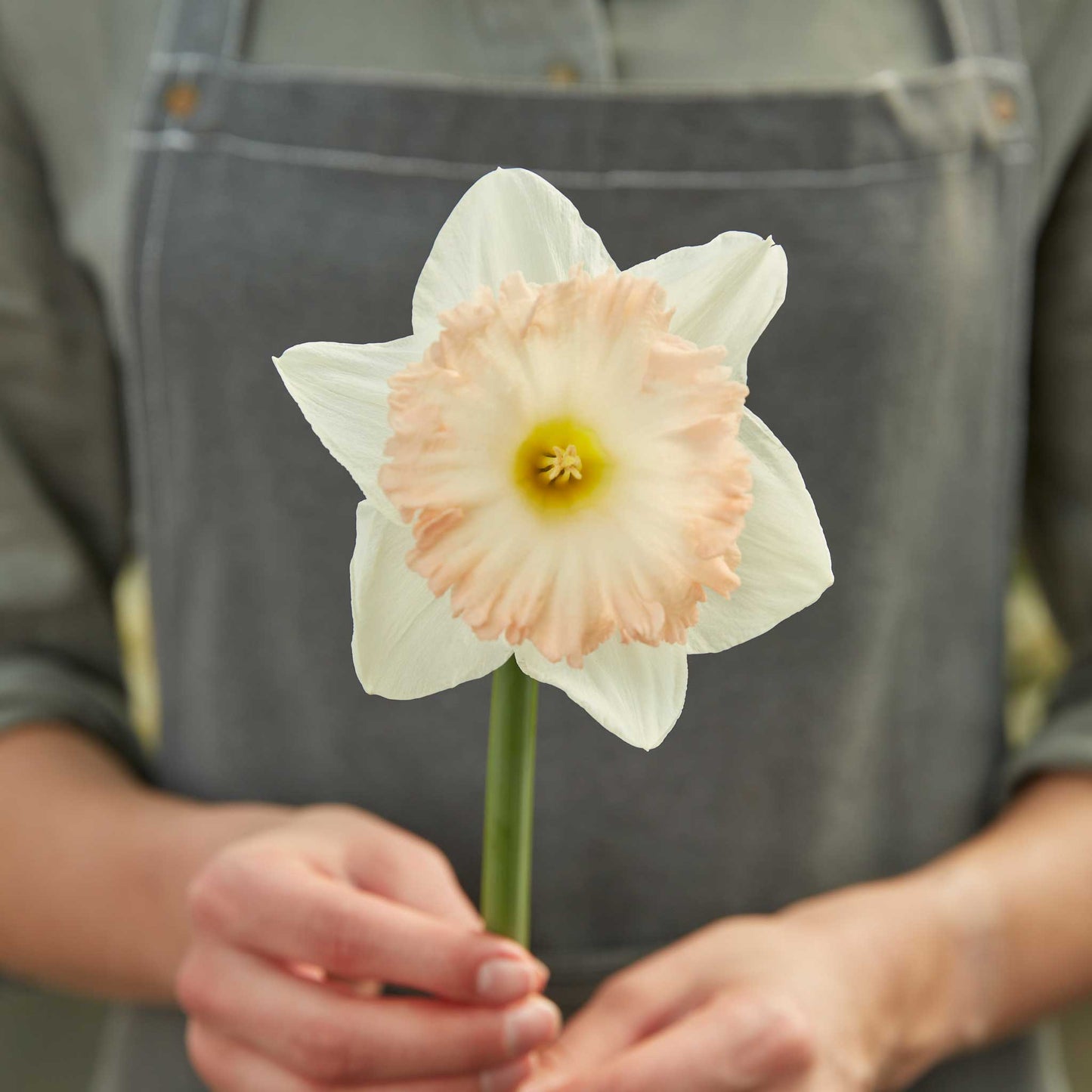 daffodil british gamble