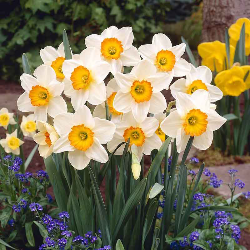 Large Cupped Daffodil Bulbs - Flower Record | Fall Flower Bulbs | Eden ...