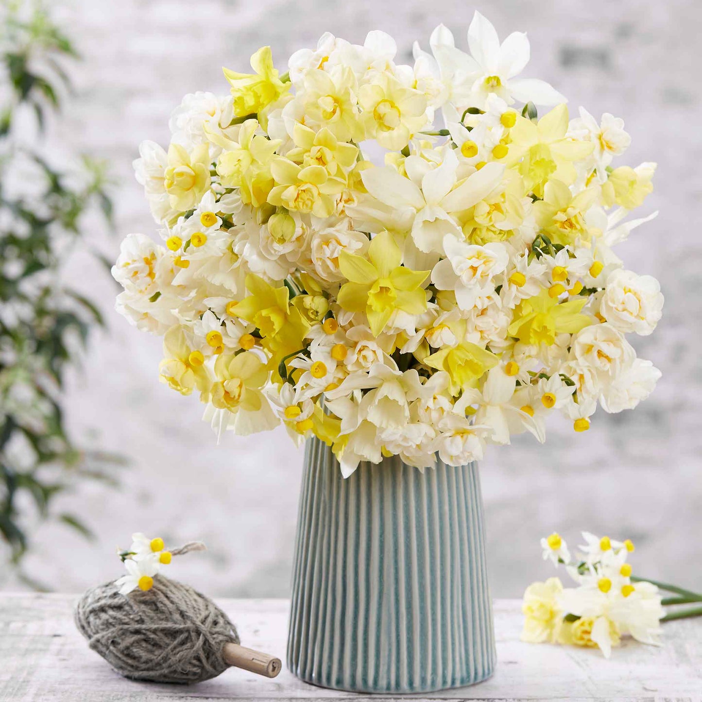 daffodil fragrant mix