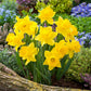 daffodil jumbo dutch master | copyright: Floramedia UK Ltd