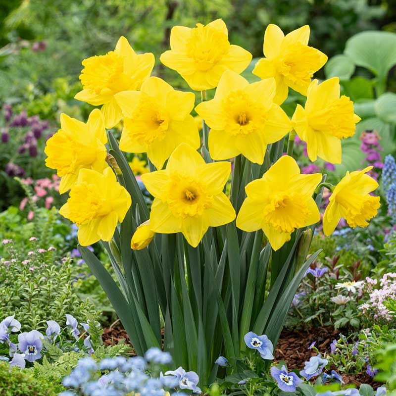 daffodil king alfred | copyright: Floramedia UK Ltd