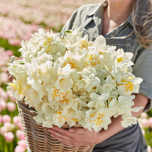 daffodil lemondrop mix