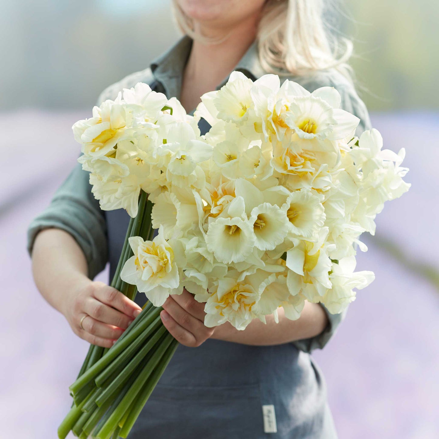 daffodil lemondrop mix