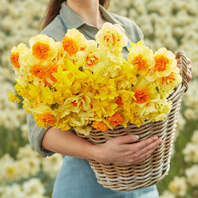 daffodil mimosa mix