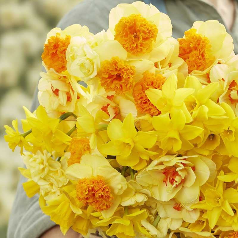 daffodil mimosa mix