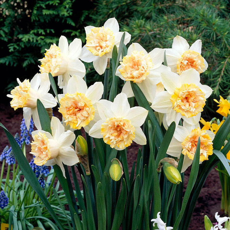 daffodil petit four