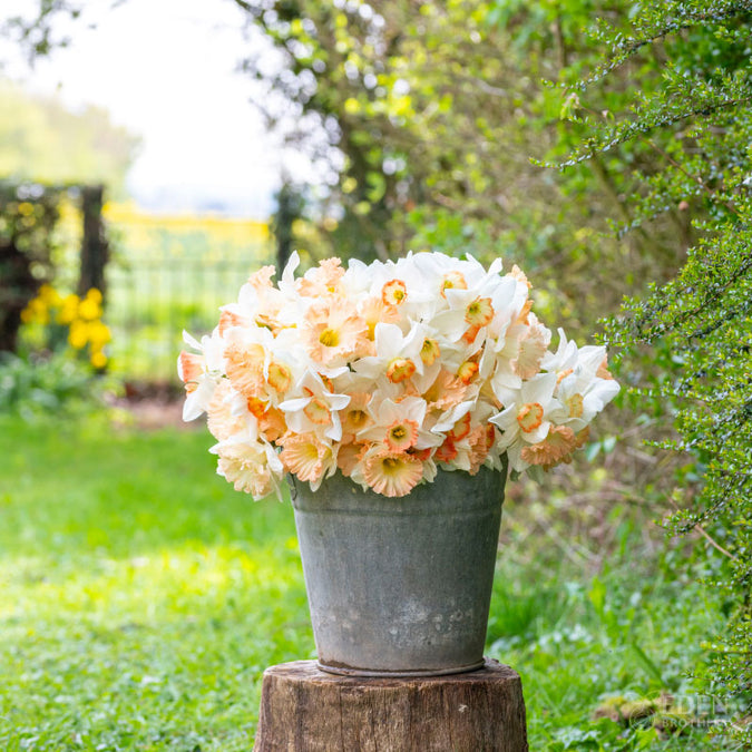 daffodil pink mix