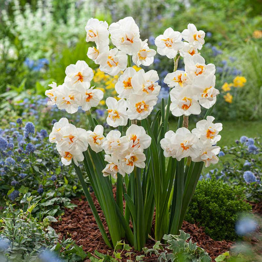 daffodil sir winston churchill | copyright: Floramedia UK Ltd