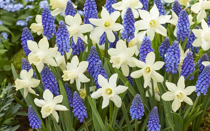 white daffodil and blue muscari flowers