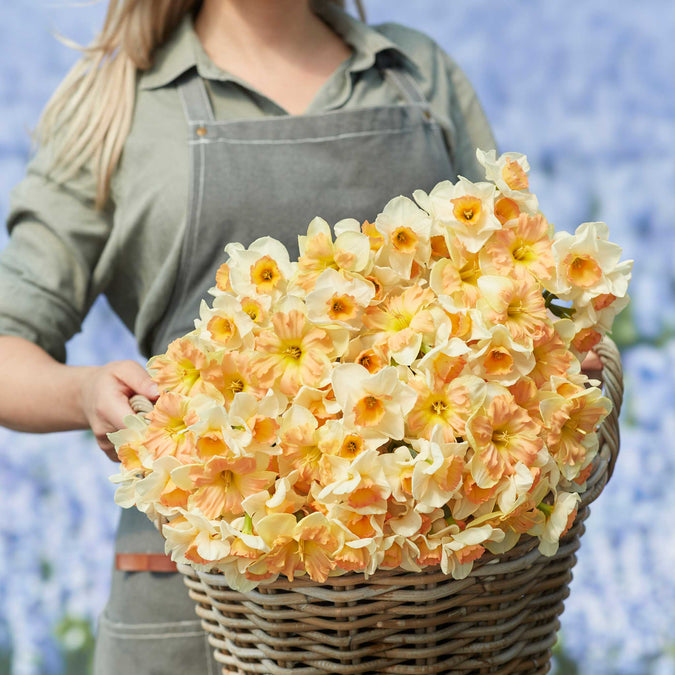 daffodil spring dreams mix