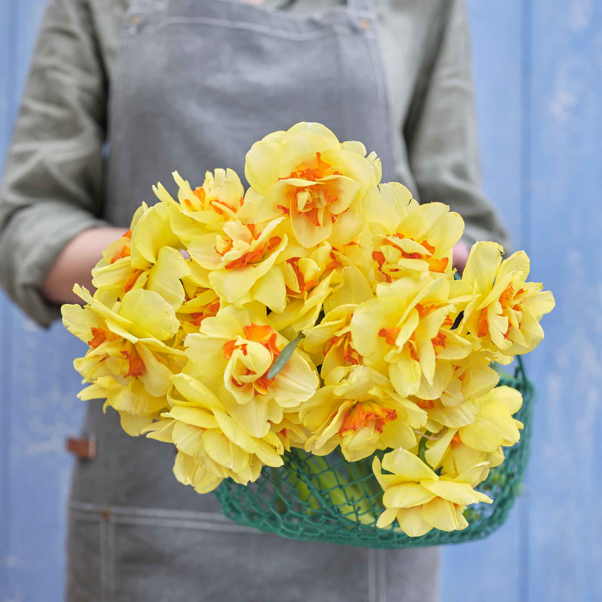 Double Daffodil Bulbs - Tahiti | Fall Flower Bulbs | Eden Brothers