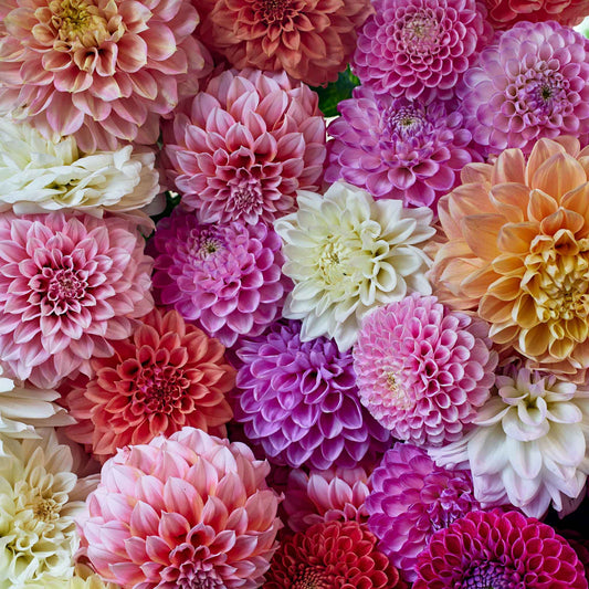 dahlia 90 days mix